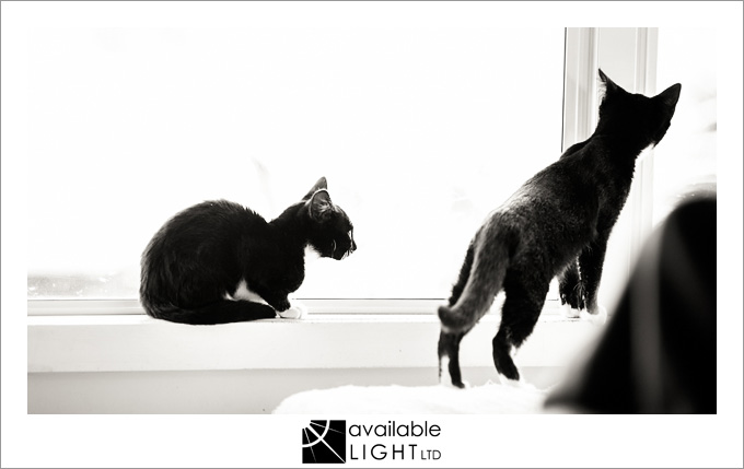 auckland pet photographer