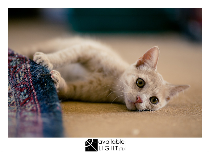 auckland pet photographer