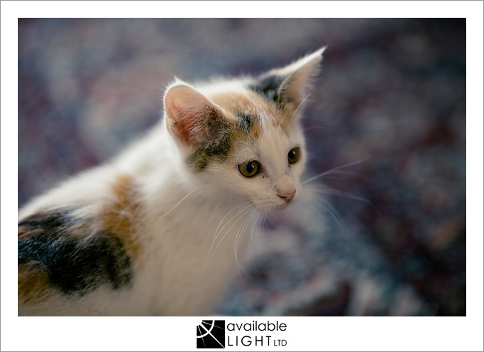 auckland pet photographer