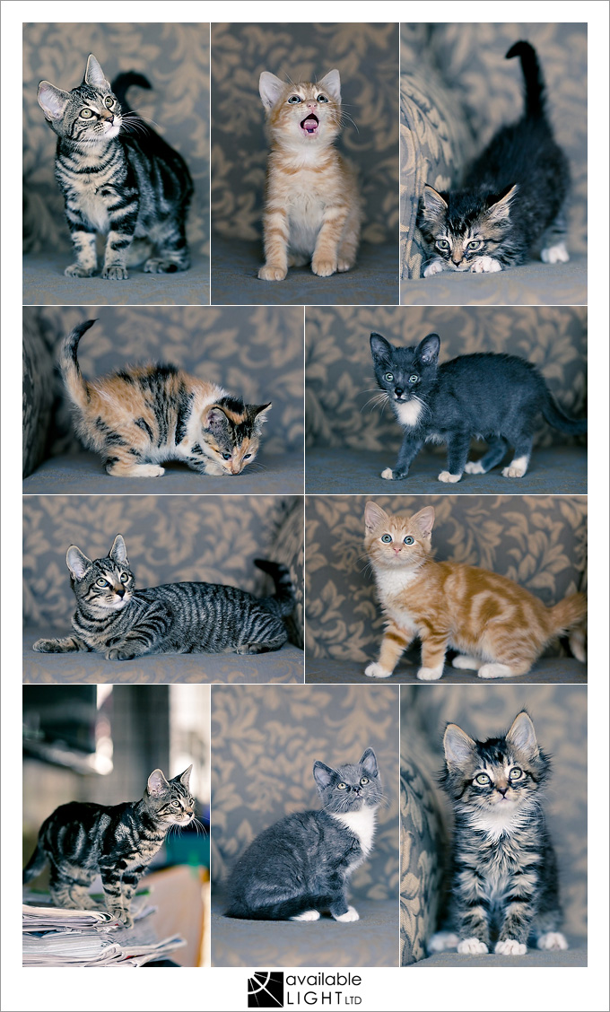 auckland pet photographer