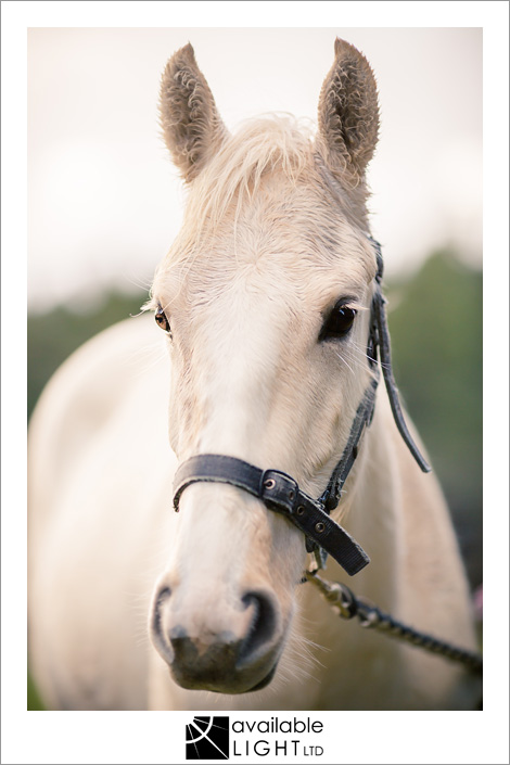 auckland animal portrait photographer