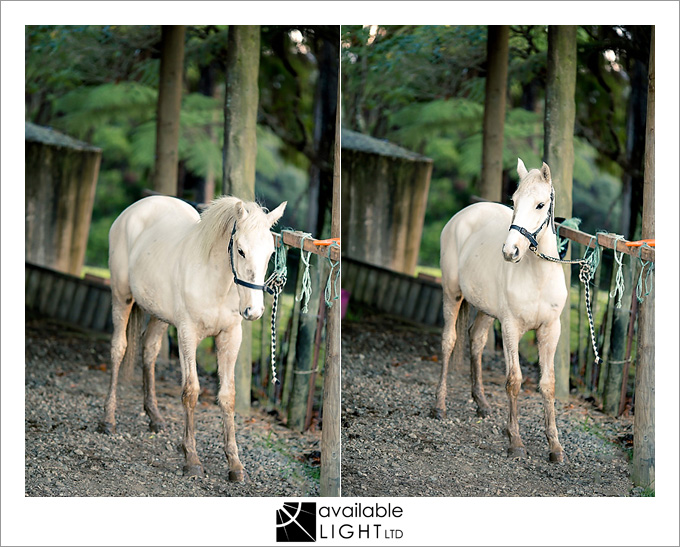 auckland animal portrait photographer