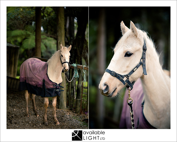 auckland animal portrait photographer