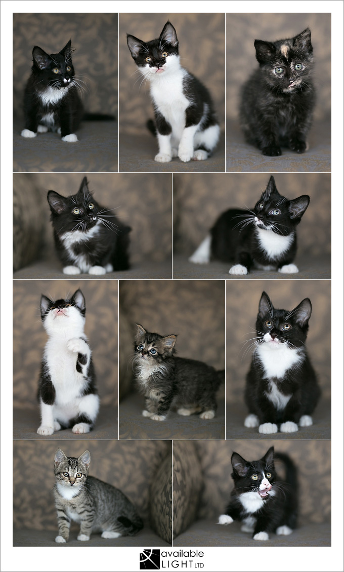 auckland pet photographer