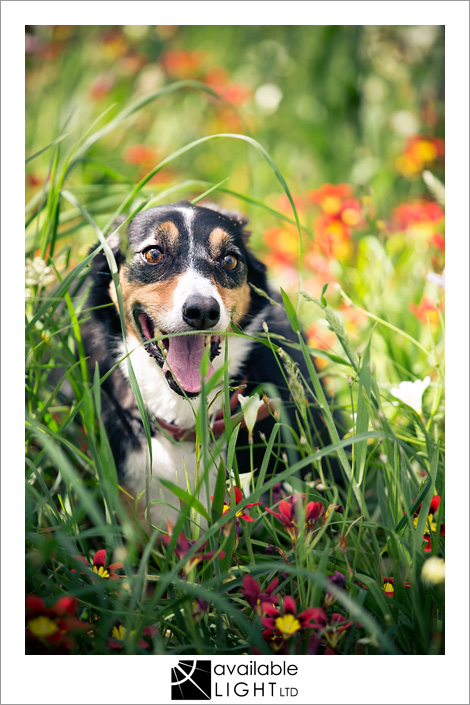 auckland pet portrait photographer