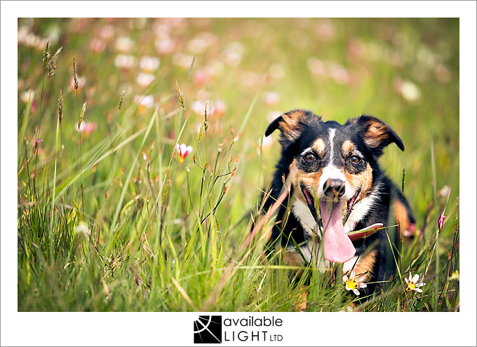 auckland pet portrait photographer