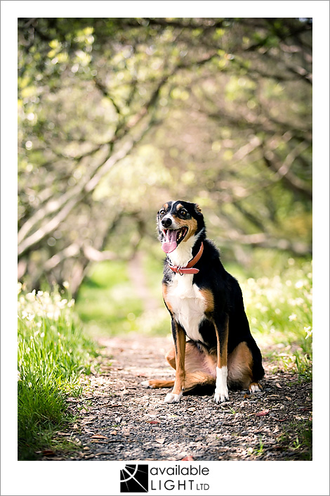 auckland pet portrait photographer