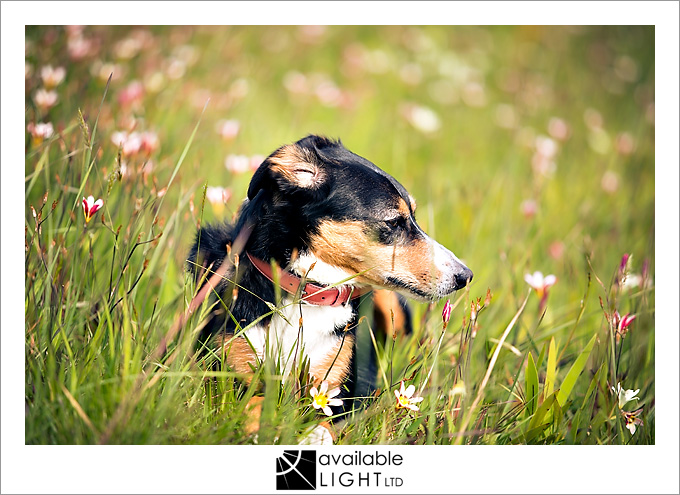 auckland pet portrait photographer