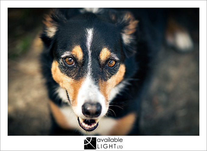 auckland pet portrait photographer