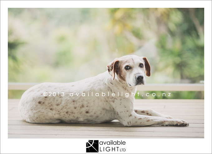 north shore pet portraits