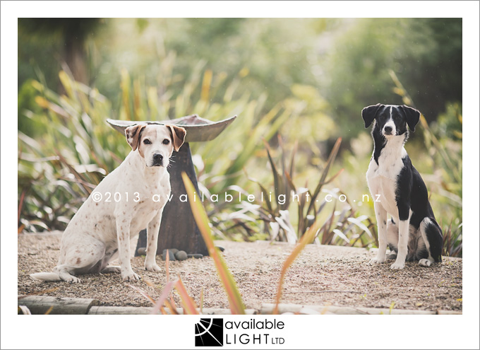 north shore pet portraits