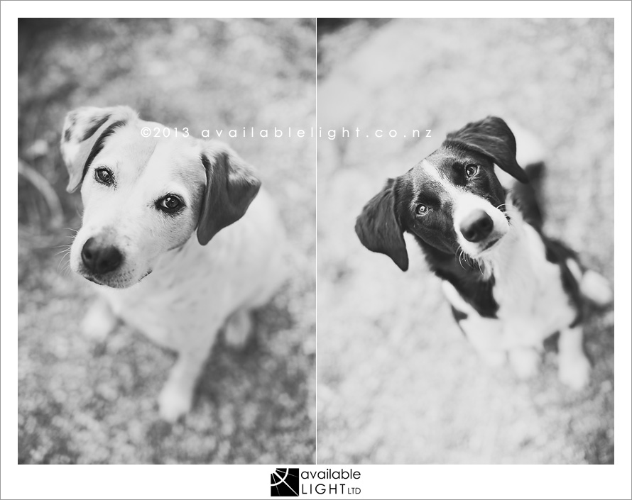 north shore pet portraits