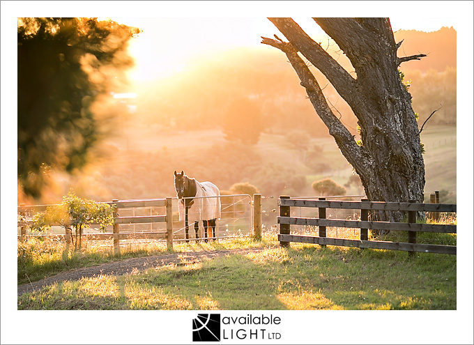 auckland lifestyle photography