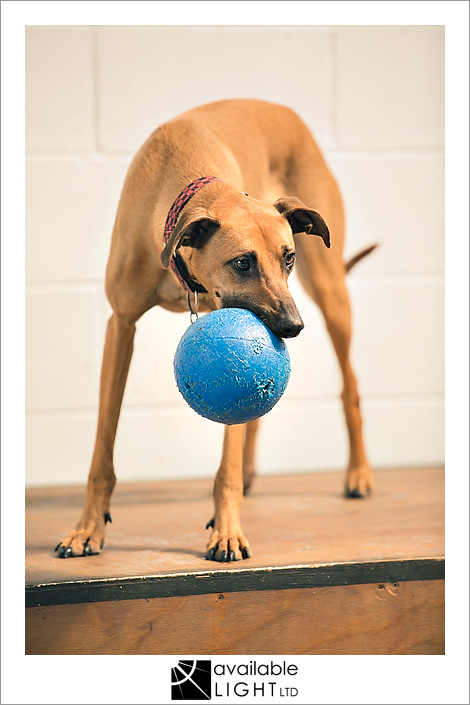 auckland pet photography