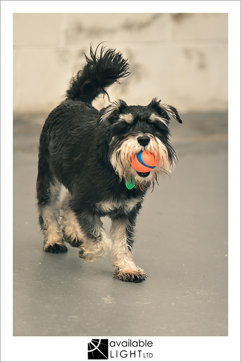 auckland pet photography