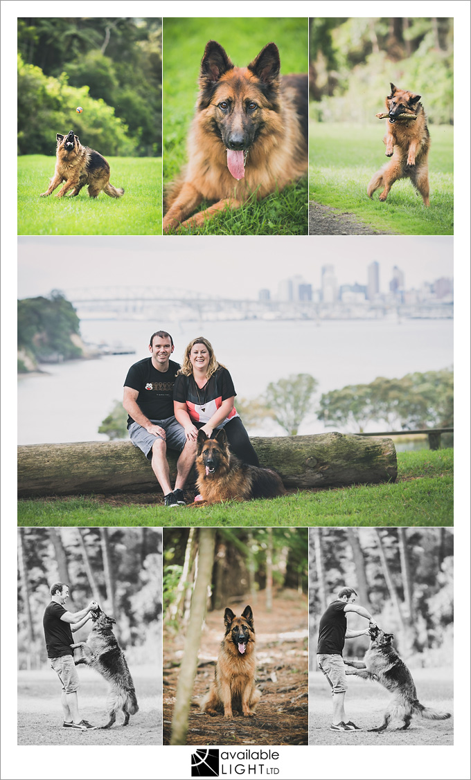 auckland pet portrait photography