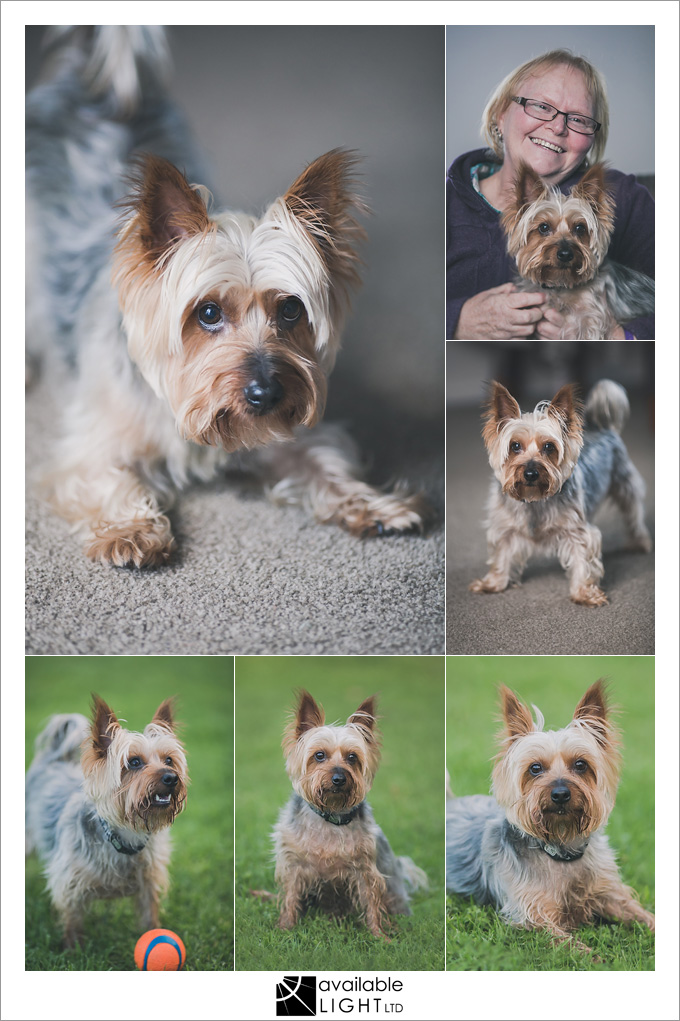 auckland pet portrait photography