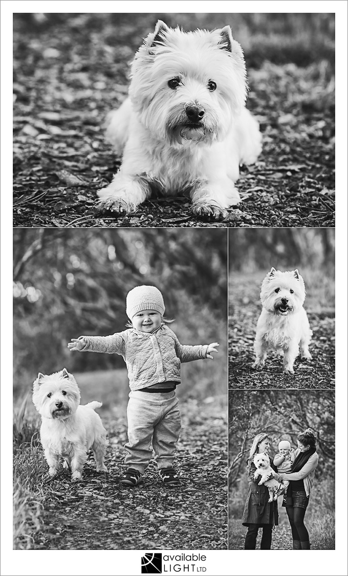 auckland pet portrait photography