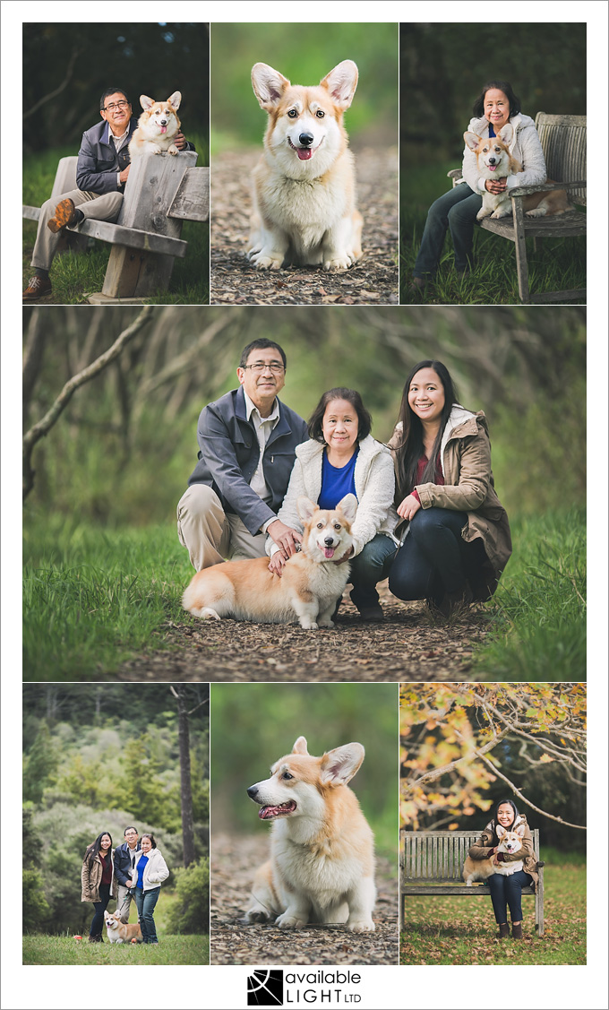 auckland pet portrait photography