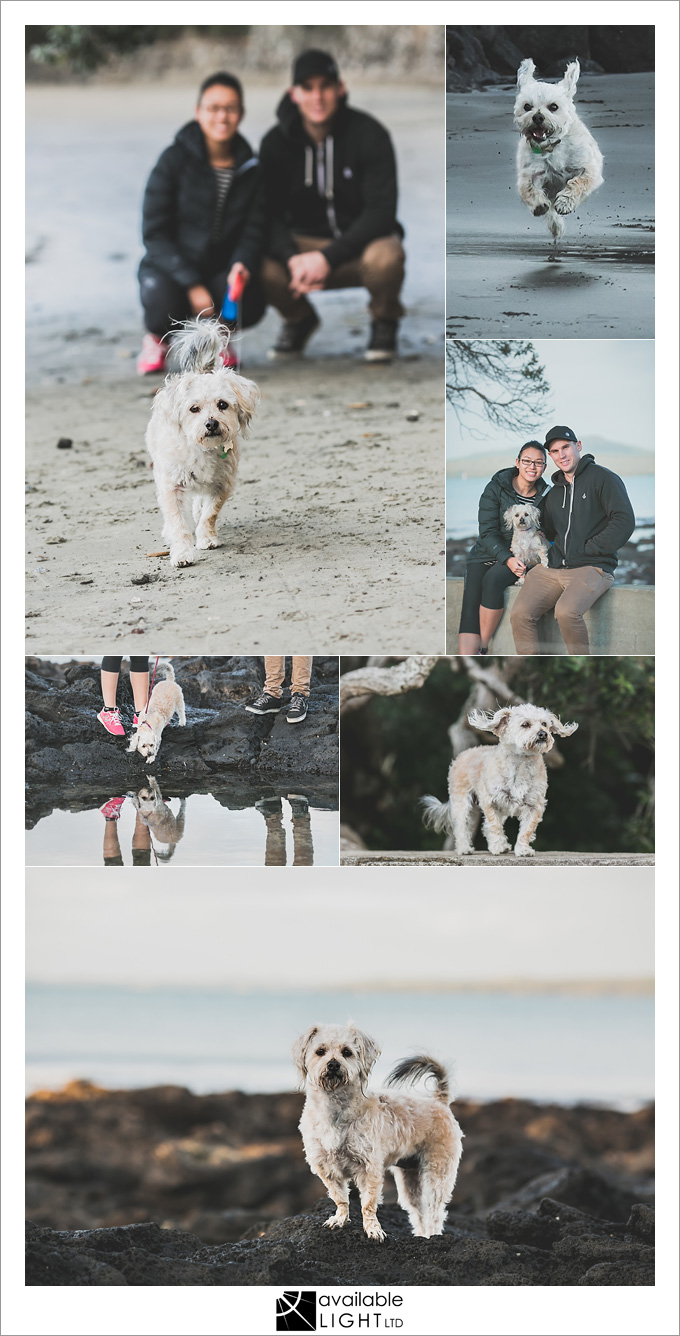 auckland pet portrait photography