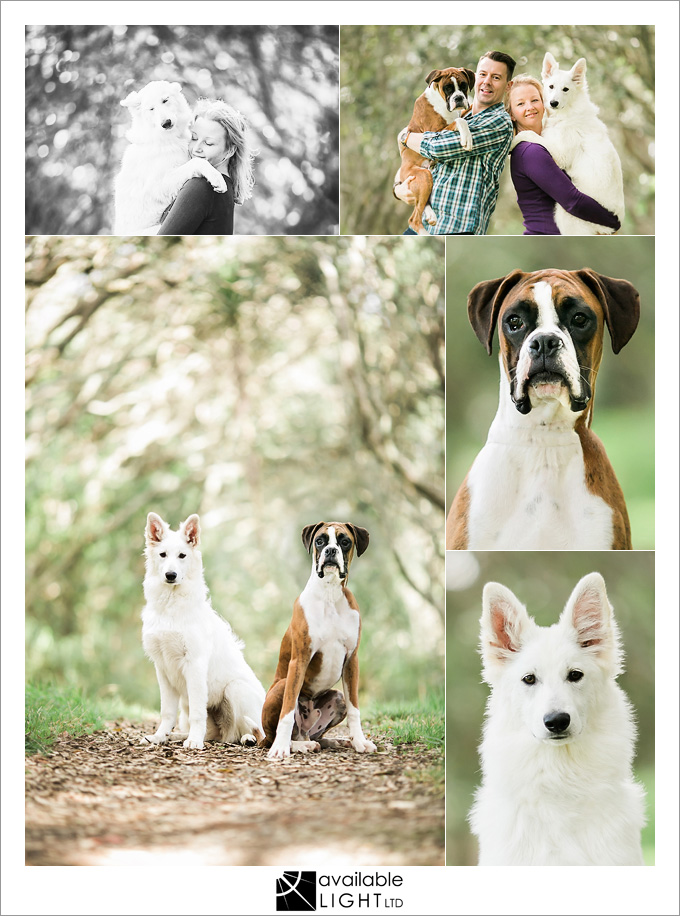 auckland pet portrait photography