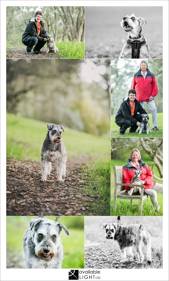 auckland pet portrait photography