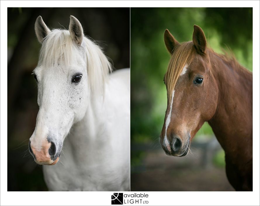 auckland horse photography